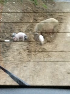 pigs